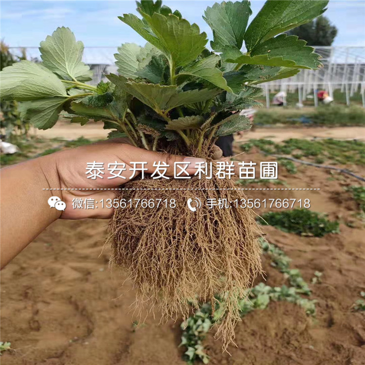 莓寶草莓苗品種介紹、2020年莓寶草莓苗價(jià)格
