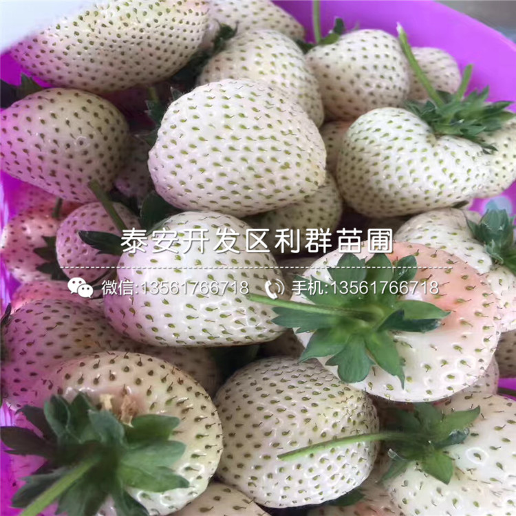 山东盆栽草莓苗