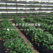德马草莓苗价格、德马草莓苗价格及基地图片