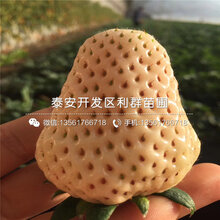 塞娃草莓苗、塞娃草莓苗出售图片