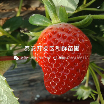 宝交早生草莓苗品种介绍、2020年宝交早生草莓苗价格