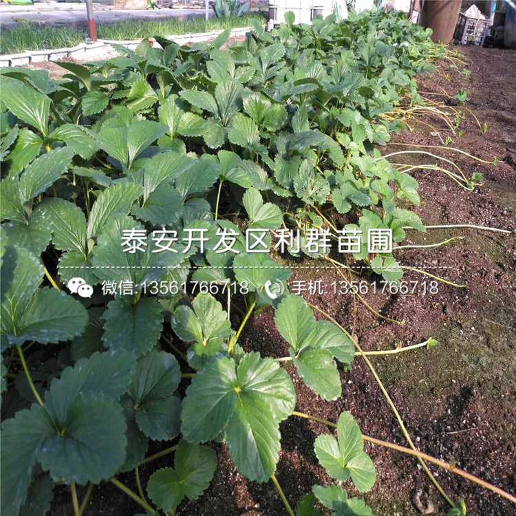 巧克力草莓苗、巧克力草莓苗基地