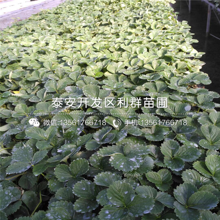 批發(fā)鈣維他草莓苗、鈣維他草莓苗價(jià)格及報(bào)價(jià)