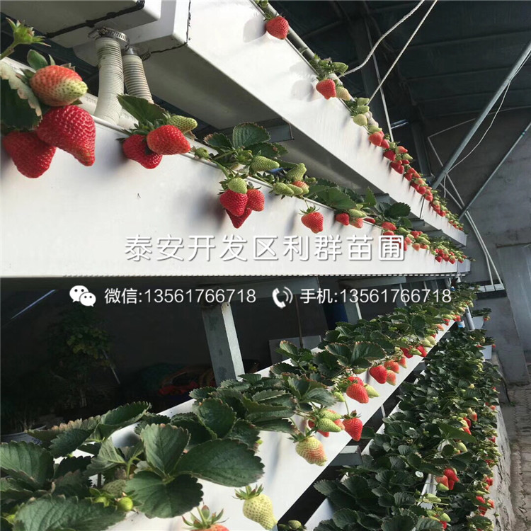 新品种麦特莱草莓苗价格、新品种麦特莱草莓苗基地