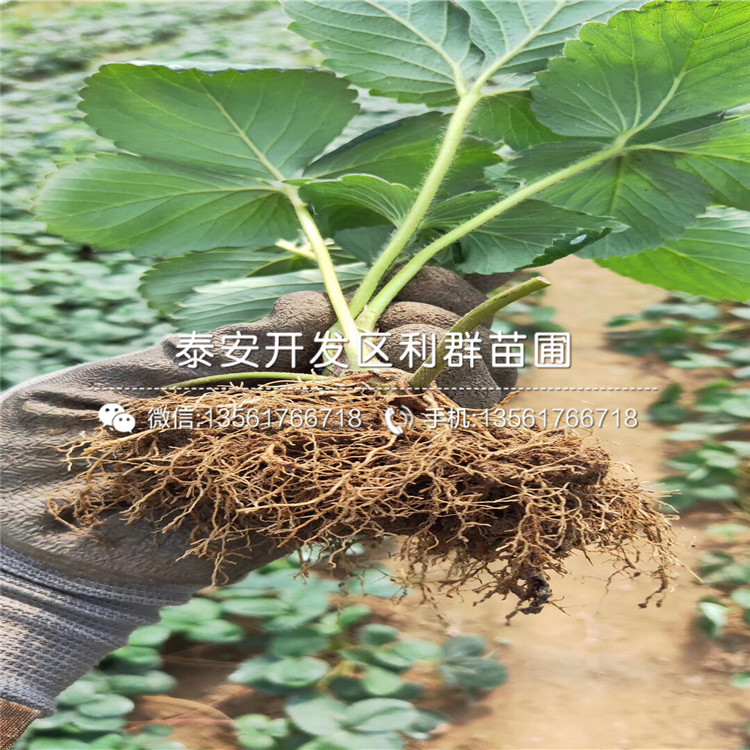 奶油草莓苗批發(fā)、奶油草莓苗價(jià)格及報(bào)價(jià)