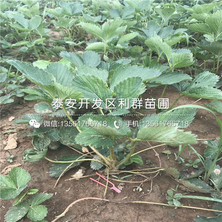 妙香3號(hào)草莓苗出售基地、妙香3號(hào)草莓苗價(jià)格及報(bào)價(jià)