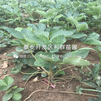 女峰草莓苗、女峰草莓苗价格