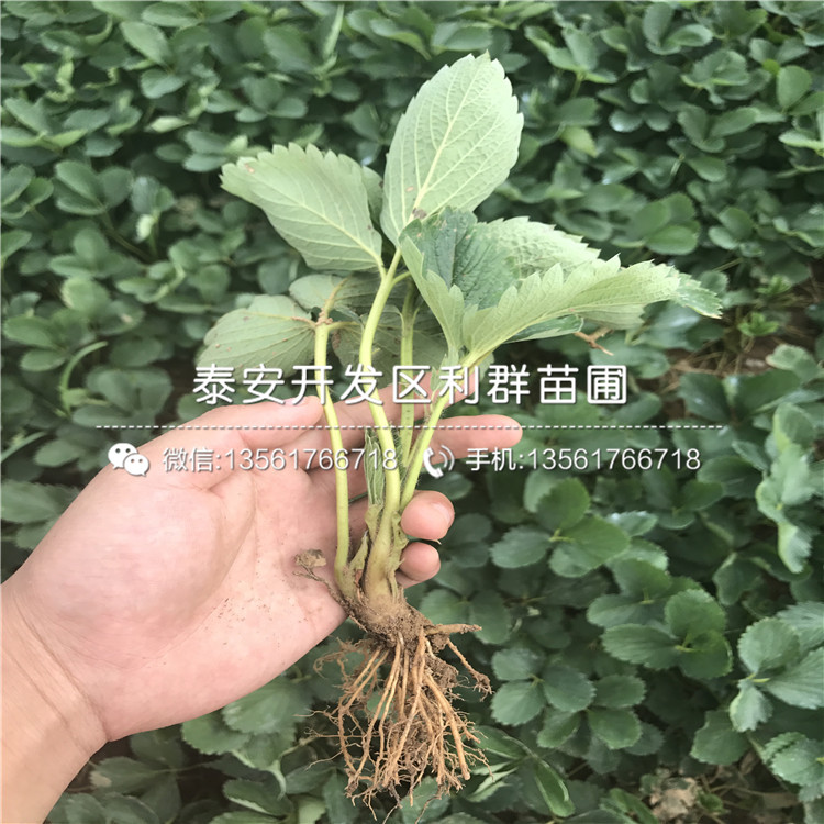 草莓秧苗出售、草莓秧苗價(jià)格及基地