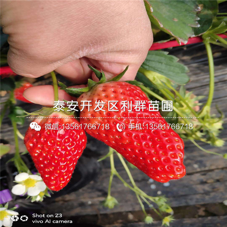 出售密寶草莓苗、出售密寶草莓苗價格及報價