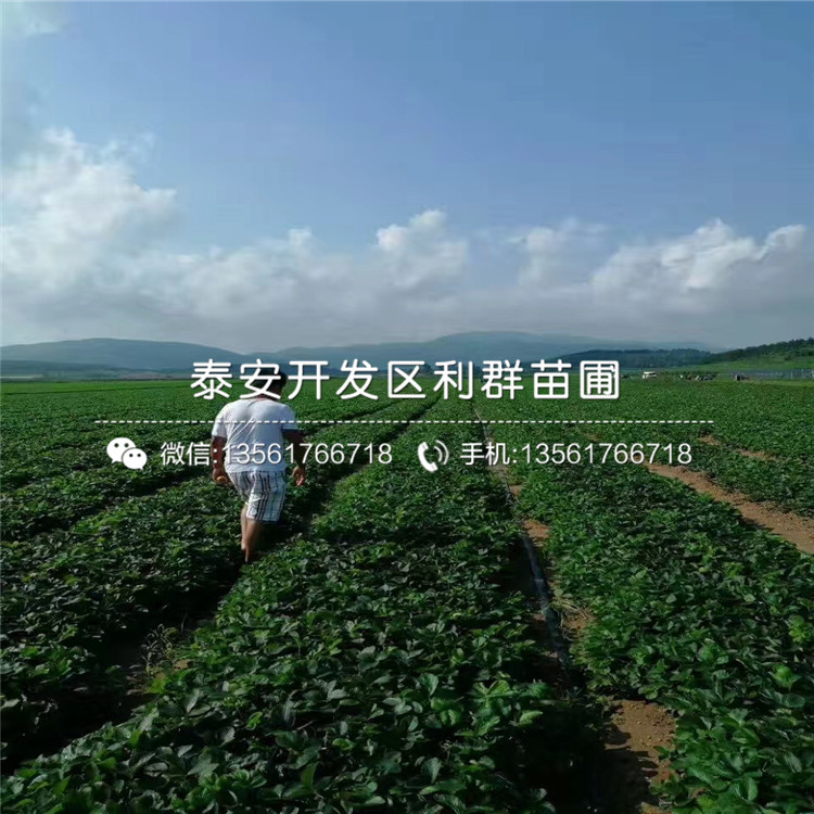 批發(fā)草莓苗品種介紹、2020年批發(fā)草莓苗價格
