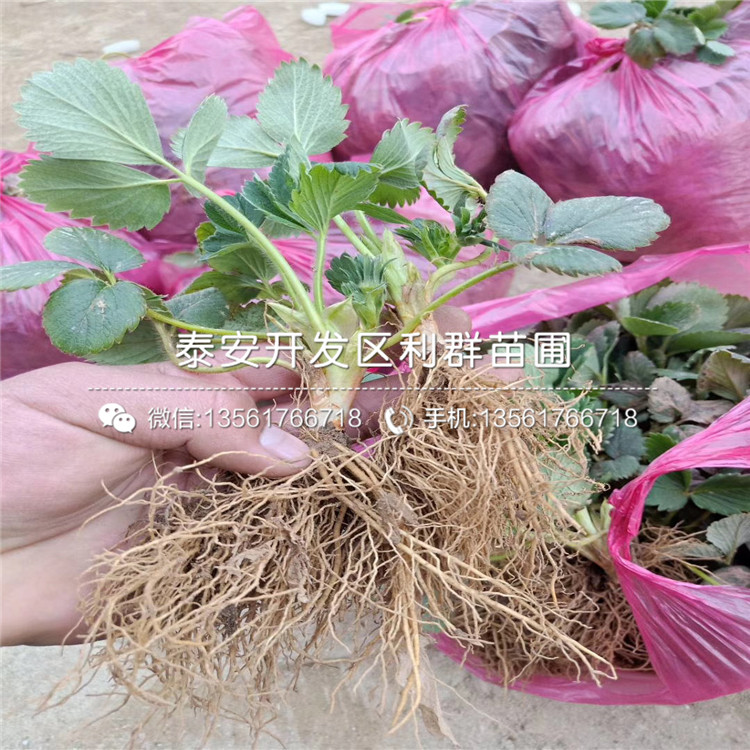 批發(fā)新草莓苗、新草莓苗價(jià)格