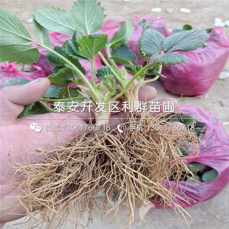 出售冬香草莓苗、冬香草莓苗价格及基地