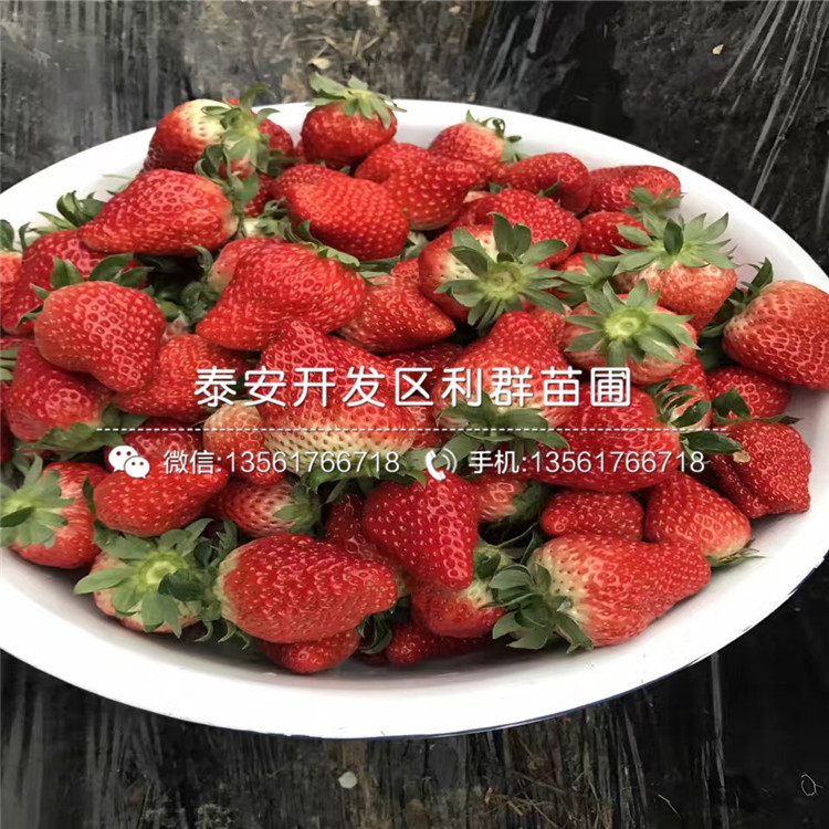 出售紅玫瑰草莓苗、紅玫瑰草莓苗基地