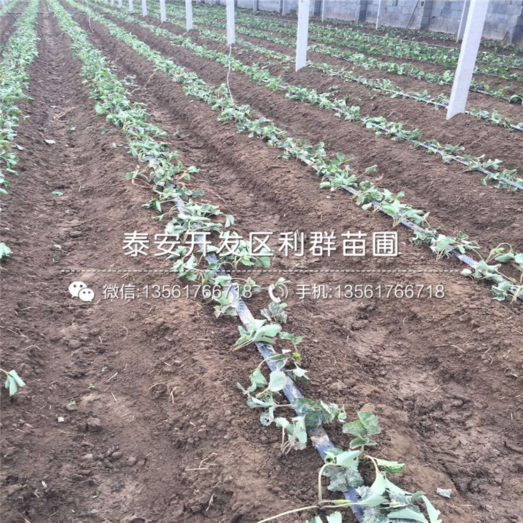批發(fā)新世紀(jì)一號(hào)草莓苗、新世紀(jì)一號(hào)草莓苗價(jià)格及報(bào)價(jià)