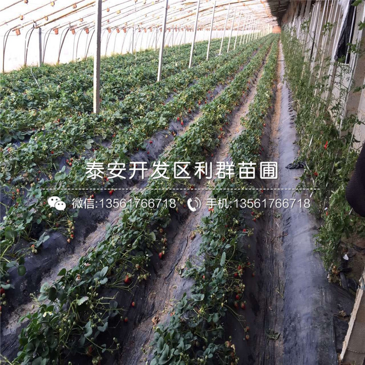 山東四季塞娃草莓苗、四季塞娃草莓苗基地