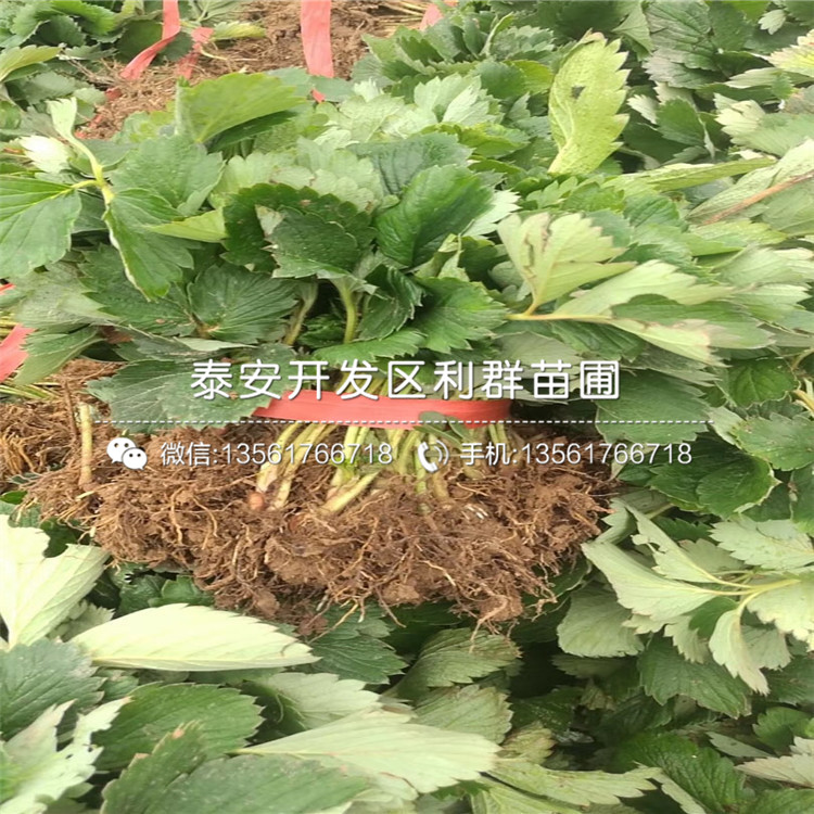 批發(fā)新草莓苗、新草莓苗價(jià)格