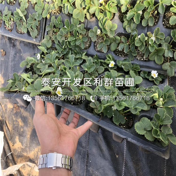 山东盆栽草莓苗