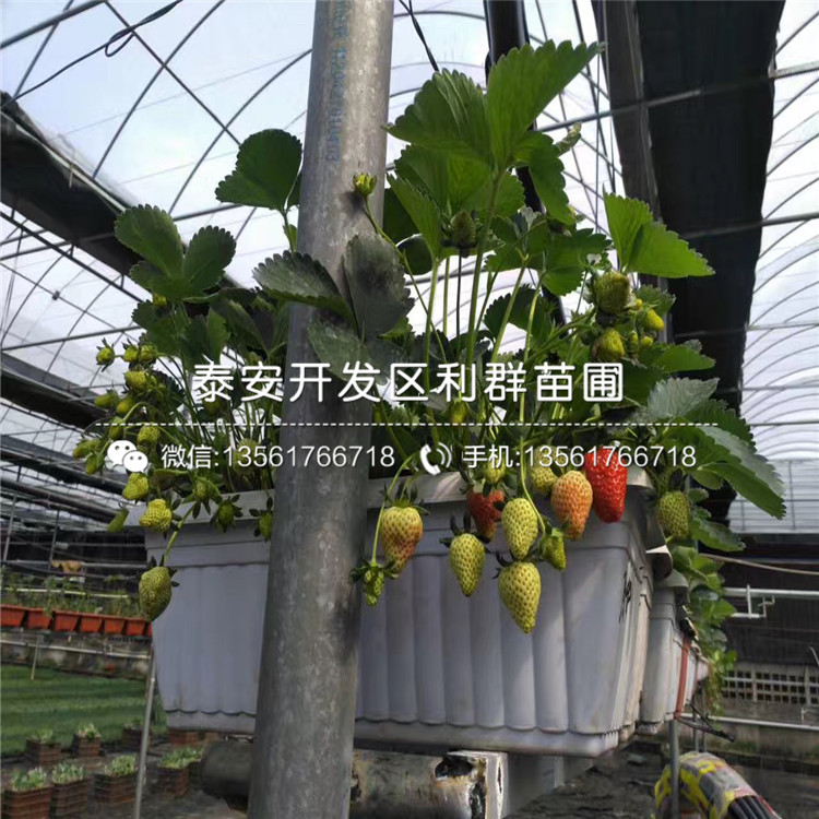 2020年草莓秧苗報(bào)價(jià)、2020年草莓秧苗價(jià)格