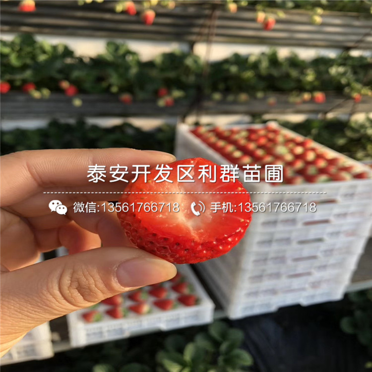 贵美人草莓苗、贵美人草莓苗新品种