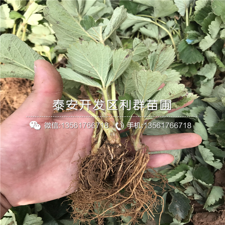 山東法蘭地草莓苗、法蘭地草莓苗基地