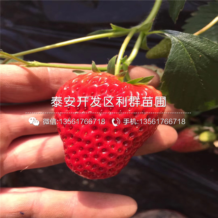 山東紅袖添香草莓苗、紅袖添香草莓苗價(jià)格