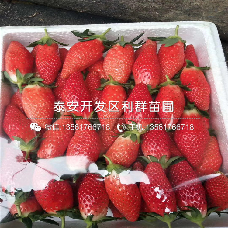 寶交草莓苗出售、寶交草莓苗價(jià)格