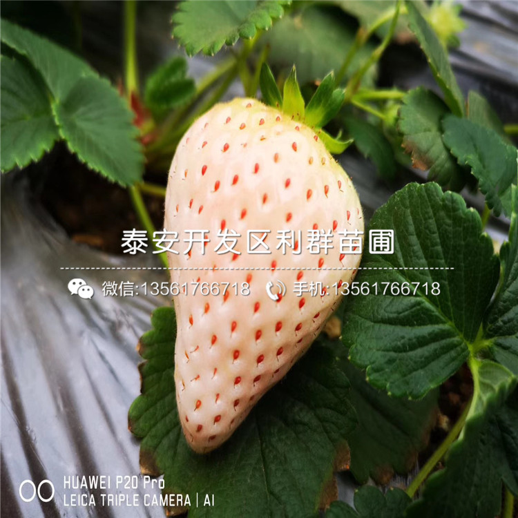 山東紅袖添香草莓苗、紅袖添香草莓苗價(jià)格