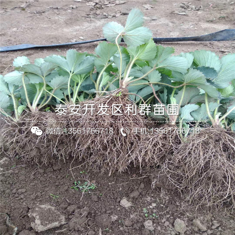 出售冬香草莓苗、冬香草莓苗价格及基地