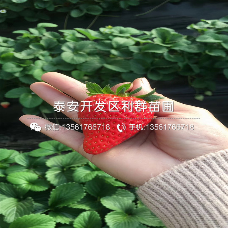 红实美草莓苗批发基地