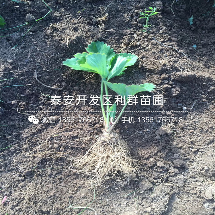 山东白色草莓苗、白色草莓苗价格