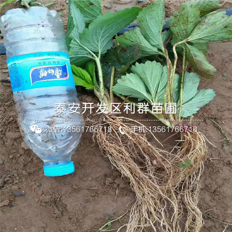 出售圣德草莓苗、圣德草莓苗价格