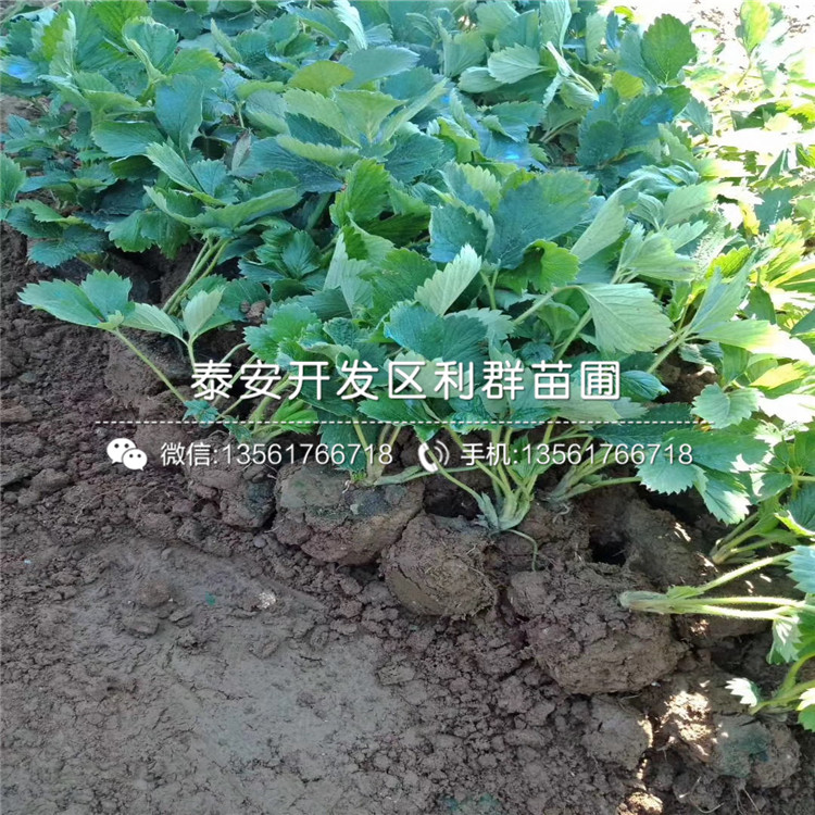 波特拉草莓苗