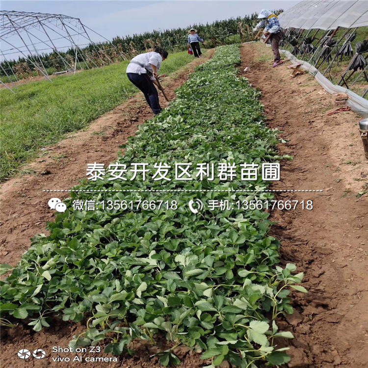 出售隋珠草莓苗、隋珠草莓苗基地