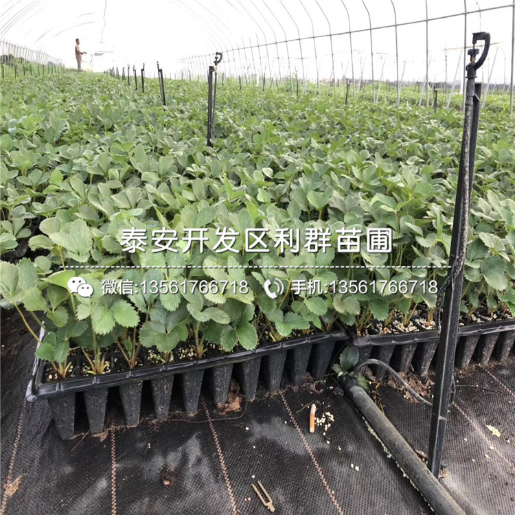 新世紀(jì)一號草莓苗品種