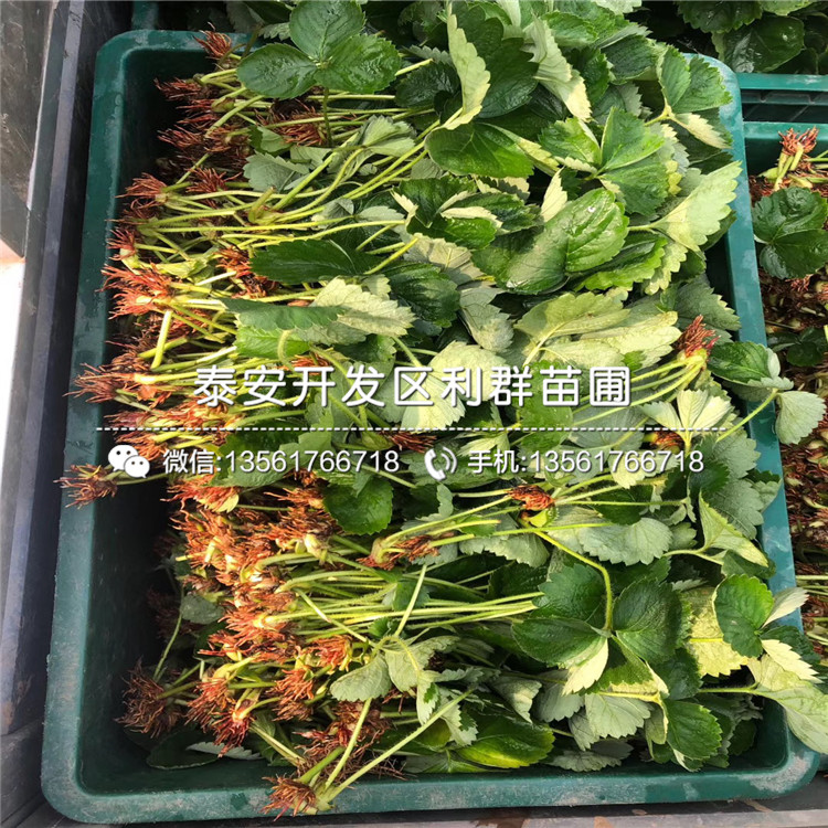醉俠草莓苗、醉俠草莓苗價格