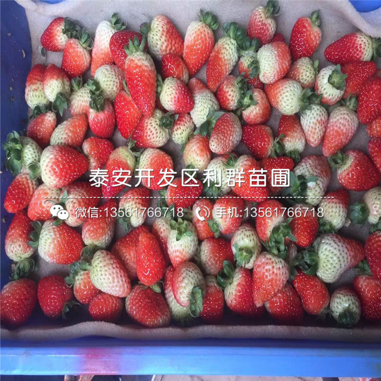 红实美草莓苗批发基地