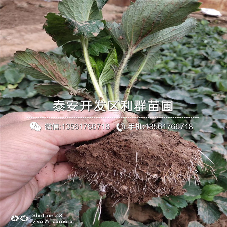 寶交草莓苗價(jià)格、寶交草莓苗基地及報(bào)價(jià)