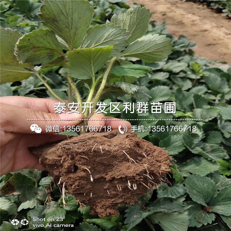 批發寧豐草莓苗、批發寧豐草莓苗價格及報價