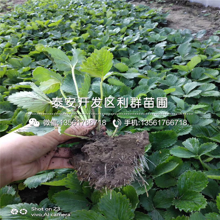 紅玉草莓苗報價及價格