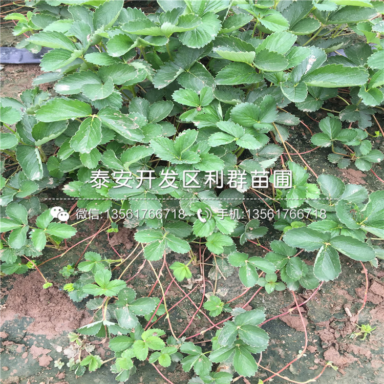 淡雪草莓苗