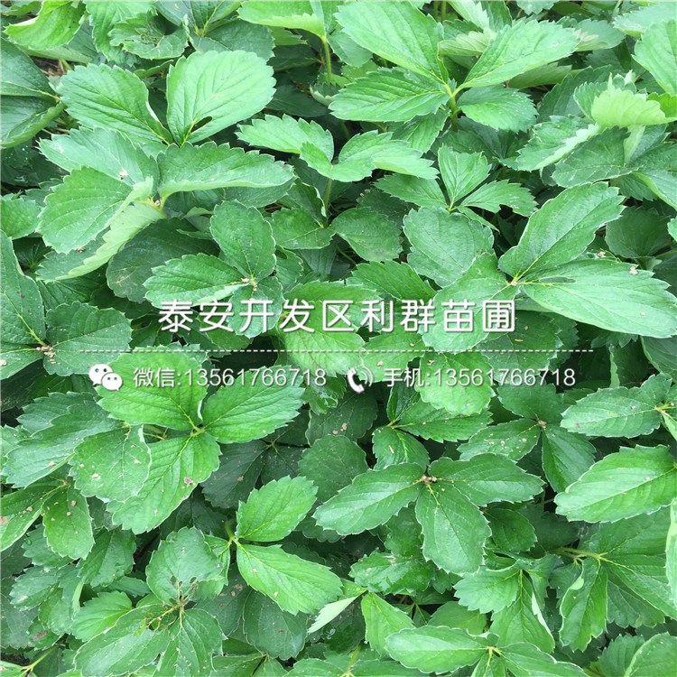 白雪天使草莓苗