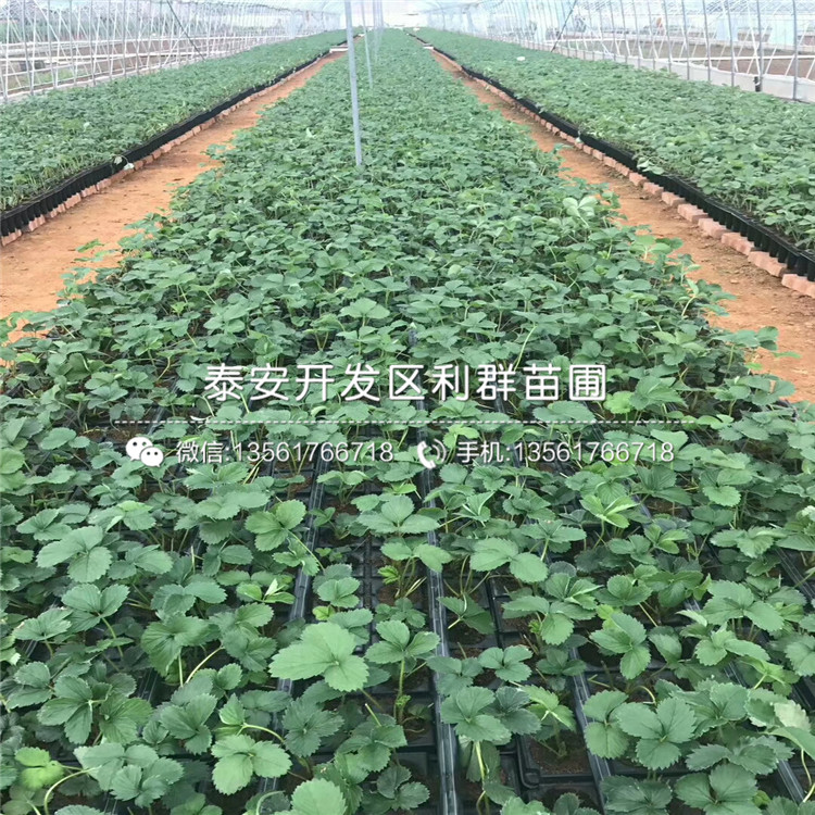 森嘎拉草莓苗價格及基地