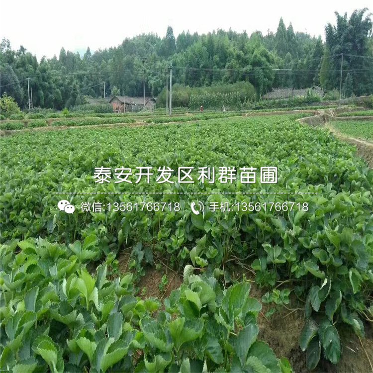 瑪雅草莓苗、瑪雅草莓苗報(bào)價(jià)及價(jià)格