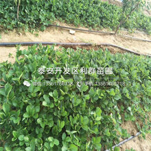 越丽草莓苗报价、越丽草莓苗价格及基地图片