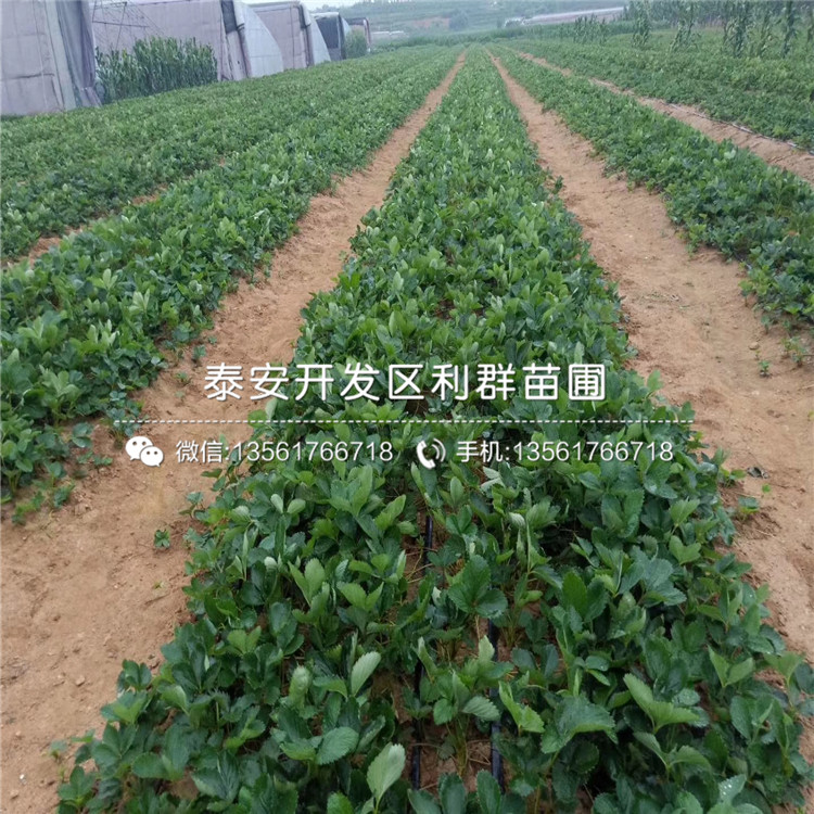 新品種四季草莓草莓苗價(jià)格、新品種四季草莓草莓苗基地