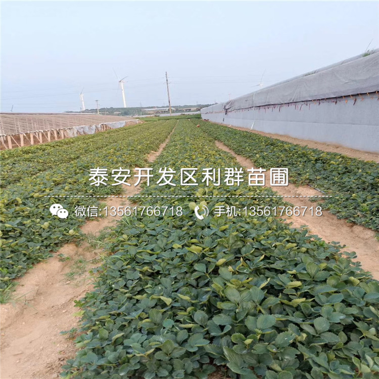 圣安德瑞斯草莓苗報價及基地