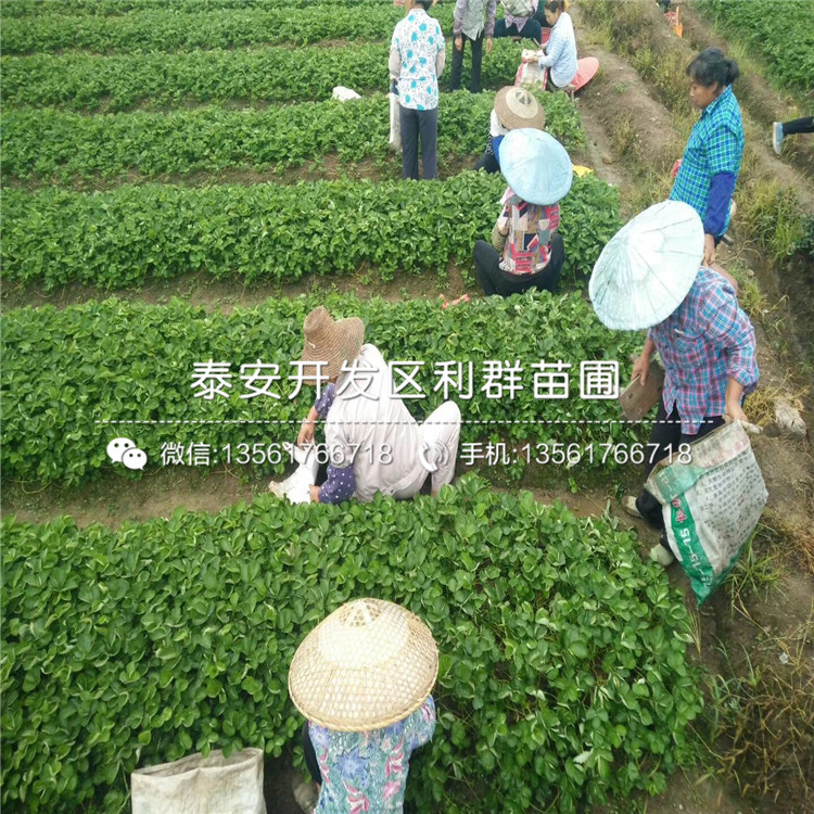 京御香草莓苗、京御香草莓苗价格及基地