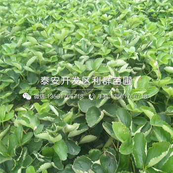 豐香草莓苗、豐香草莓苗新品種