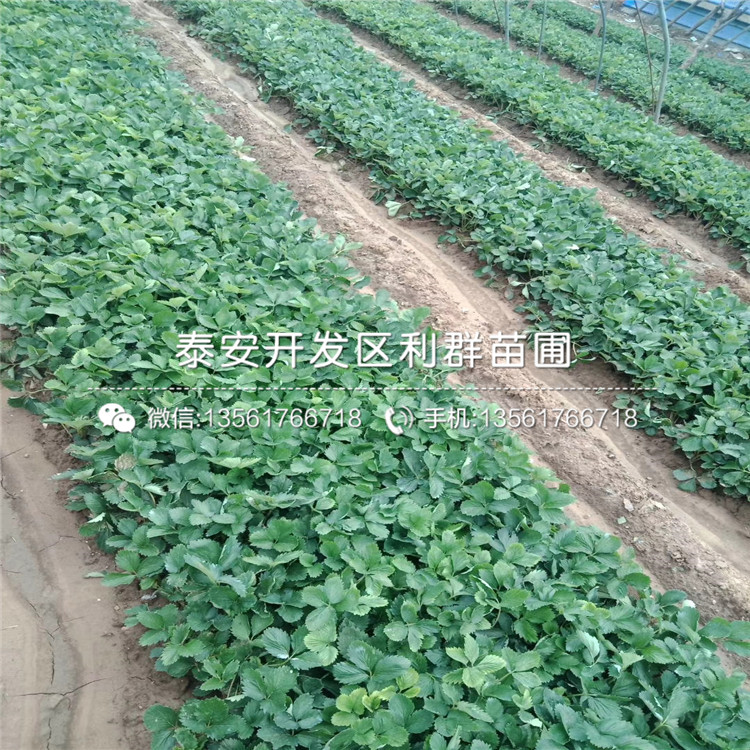 章姬草莓苗報價、章姬草莓苗價格
