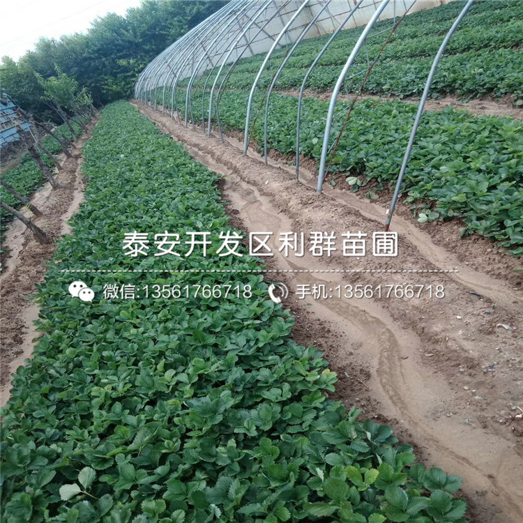 盆栽草莓苗價位